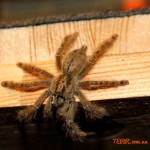 Stromatopelma calceatum