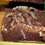 Theraphosa Blondi M adult