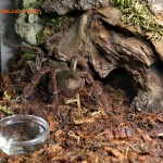 Theraphosa blondi M