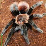 Brachypelma vagans FM