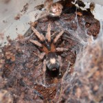 Cyriocosmus elegans F