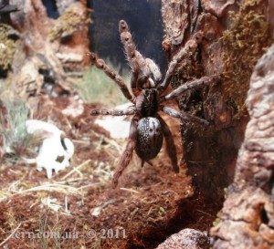 Heteroscodra maculata F