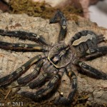 Poecilotheria ornata FM