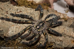 Poecilotheria ornata FM