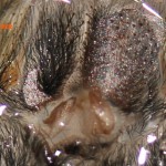 Avicularia geroldi spermatheca